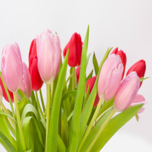 pink tulips
